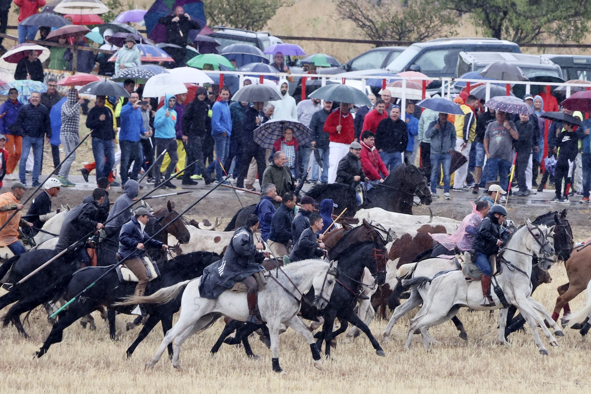 Encierro del domingo en las fiestas de Olmedo