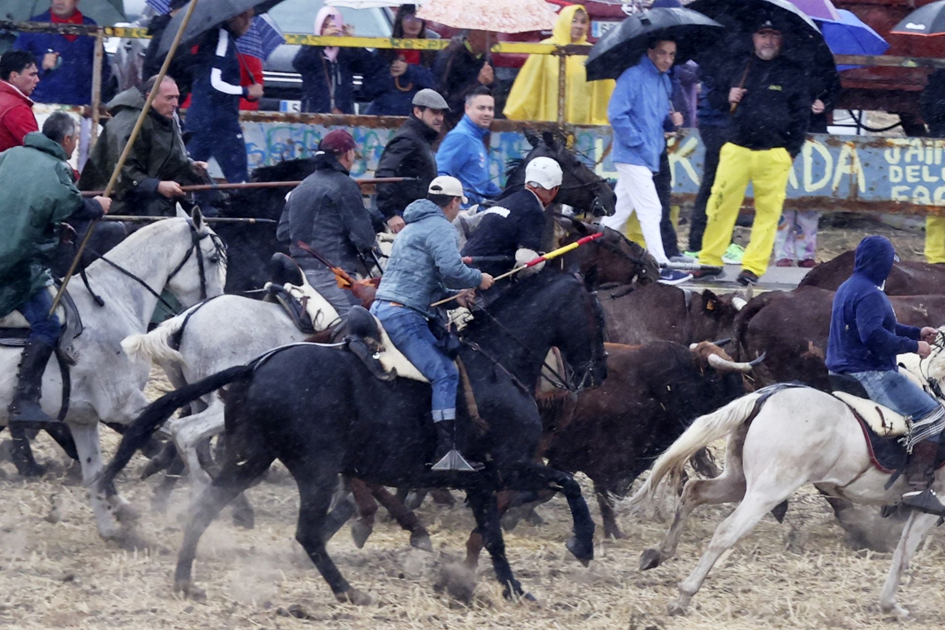 Encierro del domingo en las fiestas de Olmedo