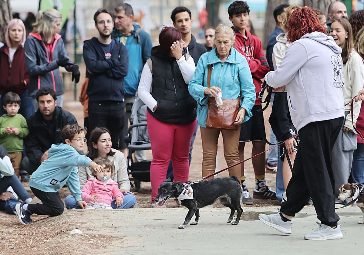 Once protectoras se han reunido este domingo para dar visibilidad a su labor en Valladolid.