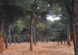 Un pinar en Pedrajas de San Esteban, en una imagen de archivo.