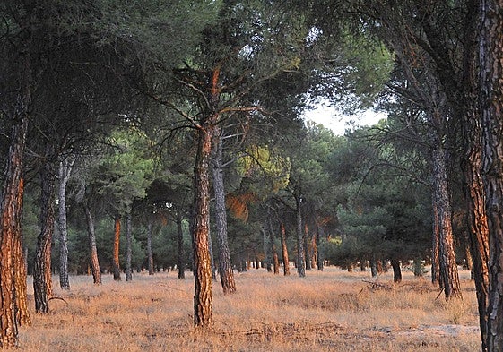 Un pinar en Pedrajas de San Esteban, en una imagen de archivo.