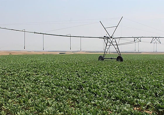 Campaña de riego en un cultivo de Castilla y León.
