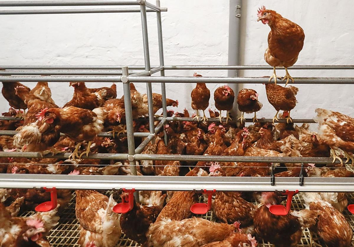 Imagen de archivo de gallinas en una explotación.
