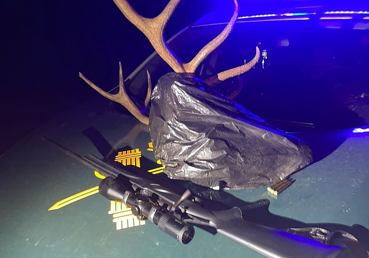 El rifle y la cabeza del animal.