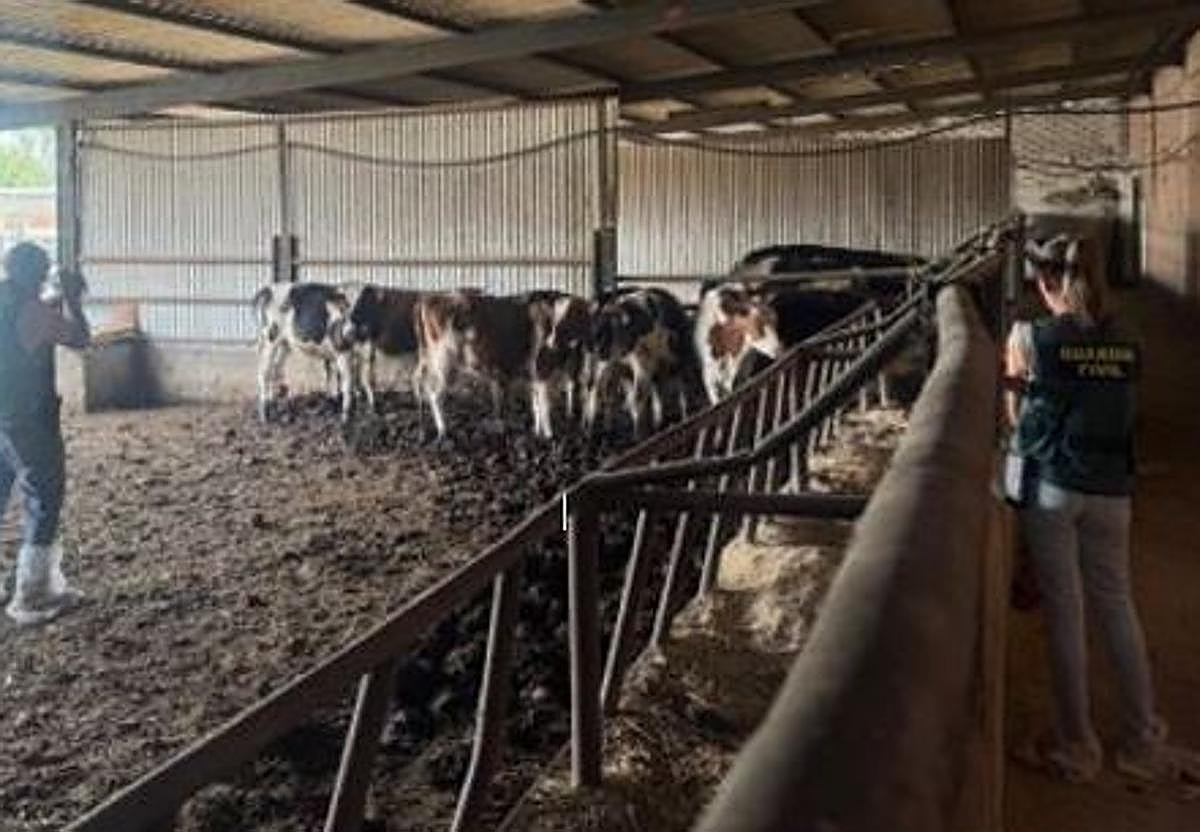 Agentes de la Guardia Civil, durante la inspección en la explotación ganadera.