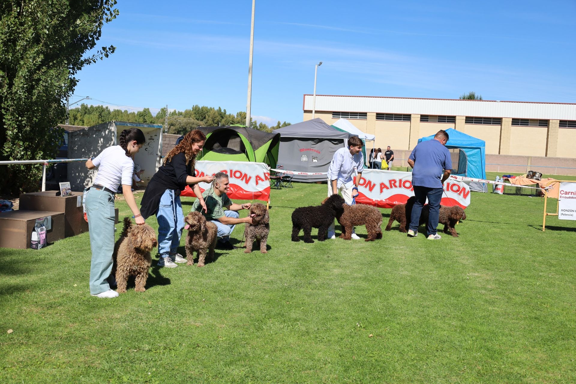 Concurso de mastines y perros de agua en Monzón de Campos