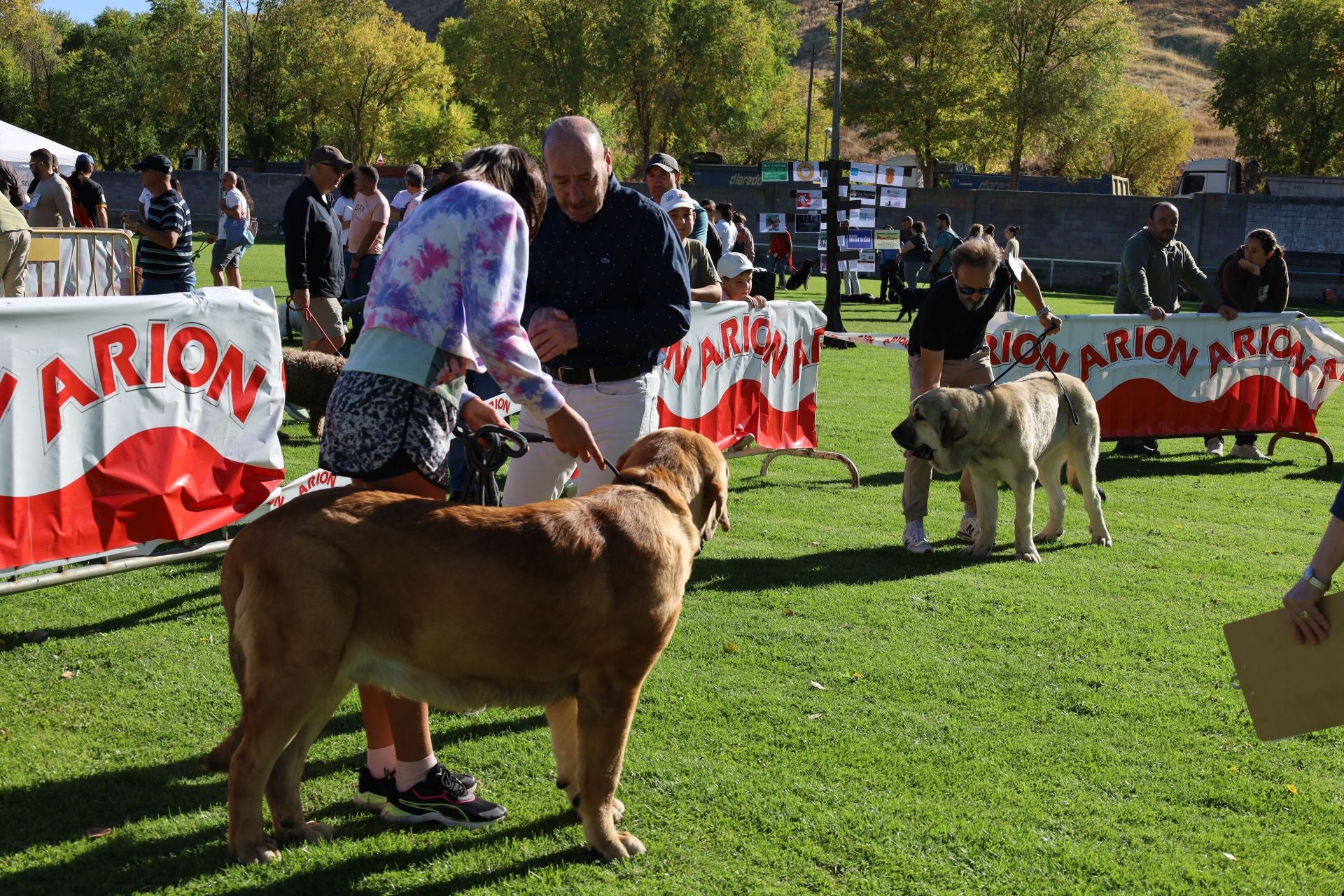 Concurso de mastines y perros de agua en Monzón de Campos