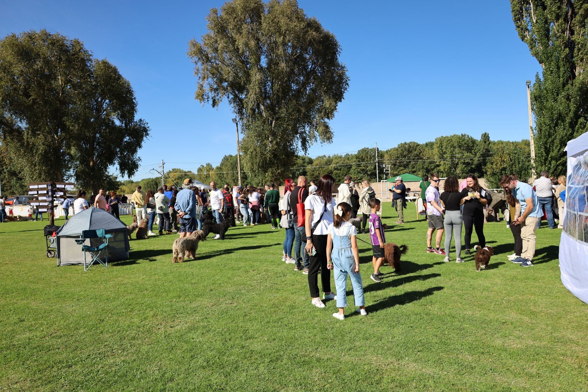 Concurso de mastines y perros de agua en Monzón de Campos