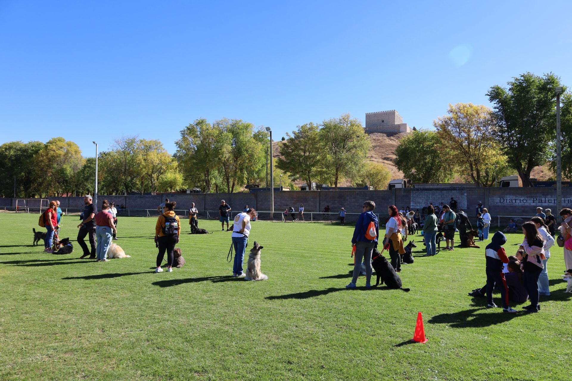 Concurso de mastines y perros de agua en Monzón de Campos