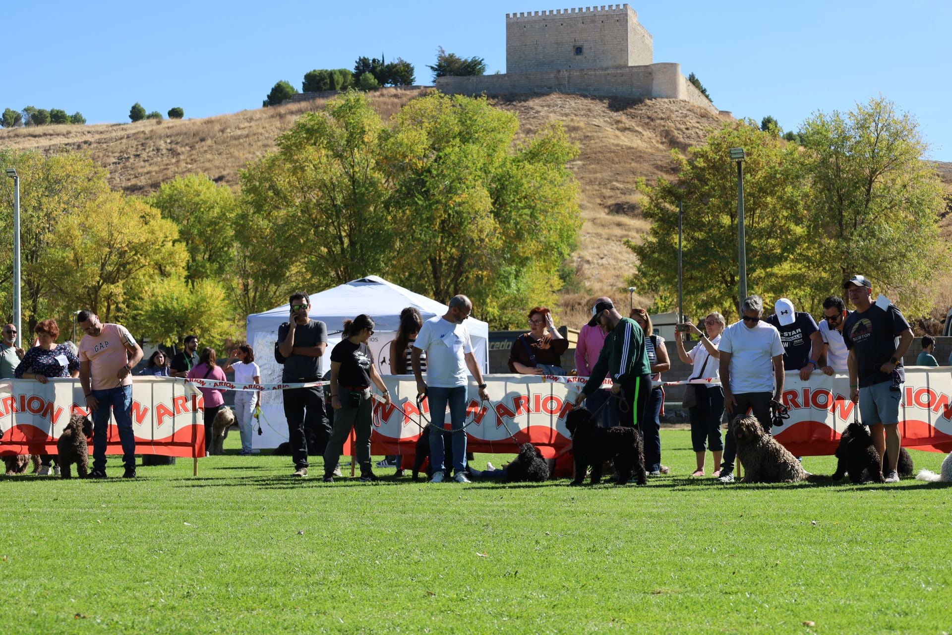 Concurso de mastines y perros de agua en Monzón de Campos