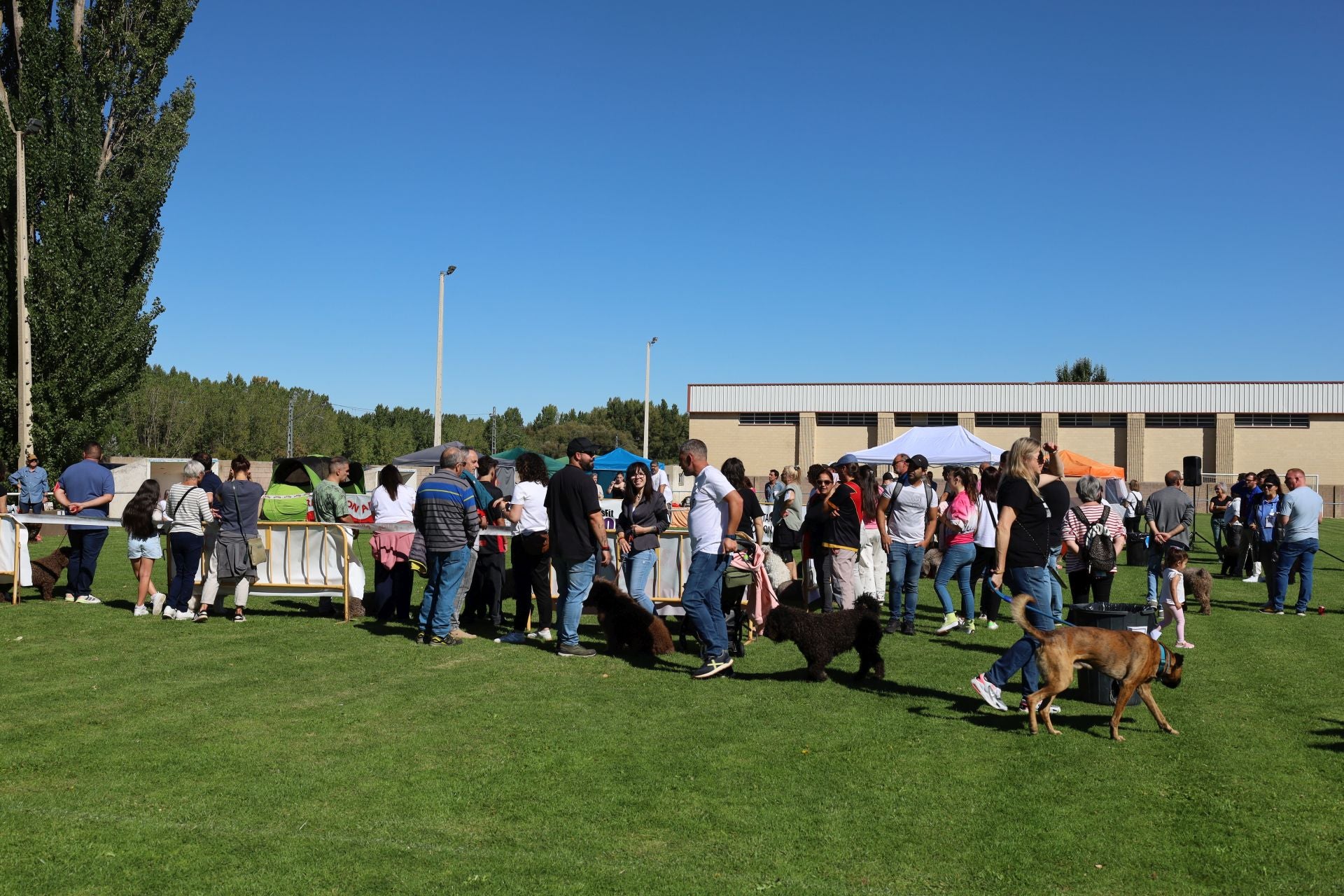 Concurso de mastines y perros de agua en Monzón de Campos