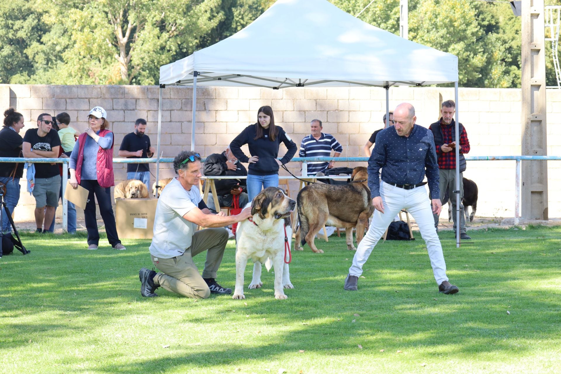 Concurso de mastines y perros de agua en Monzón de Campos