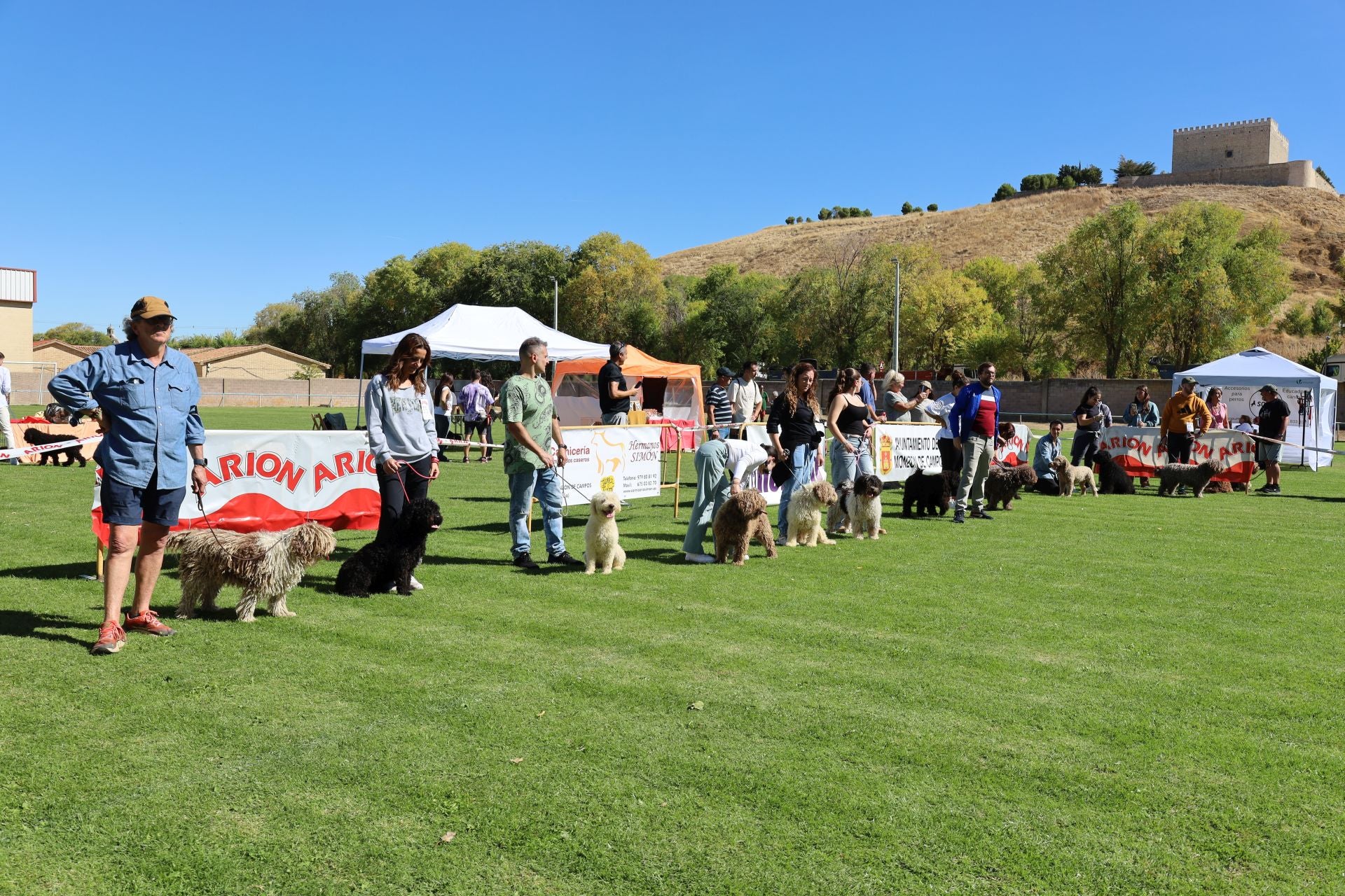 Concurso de mastines y perros de agua en Monzón de Campos