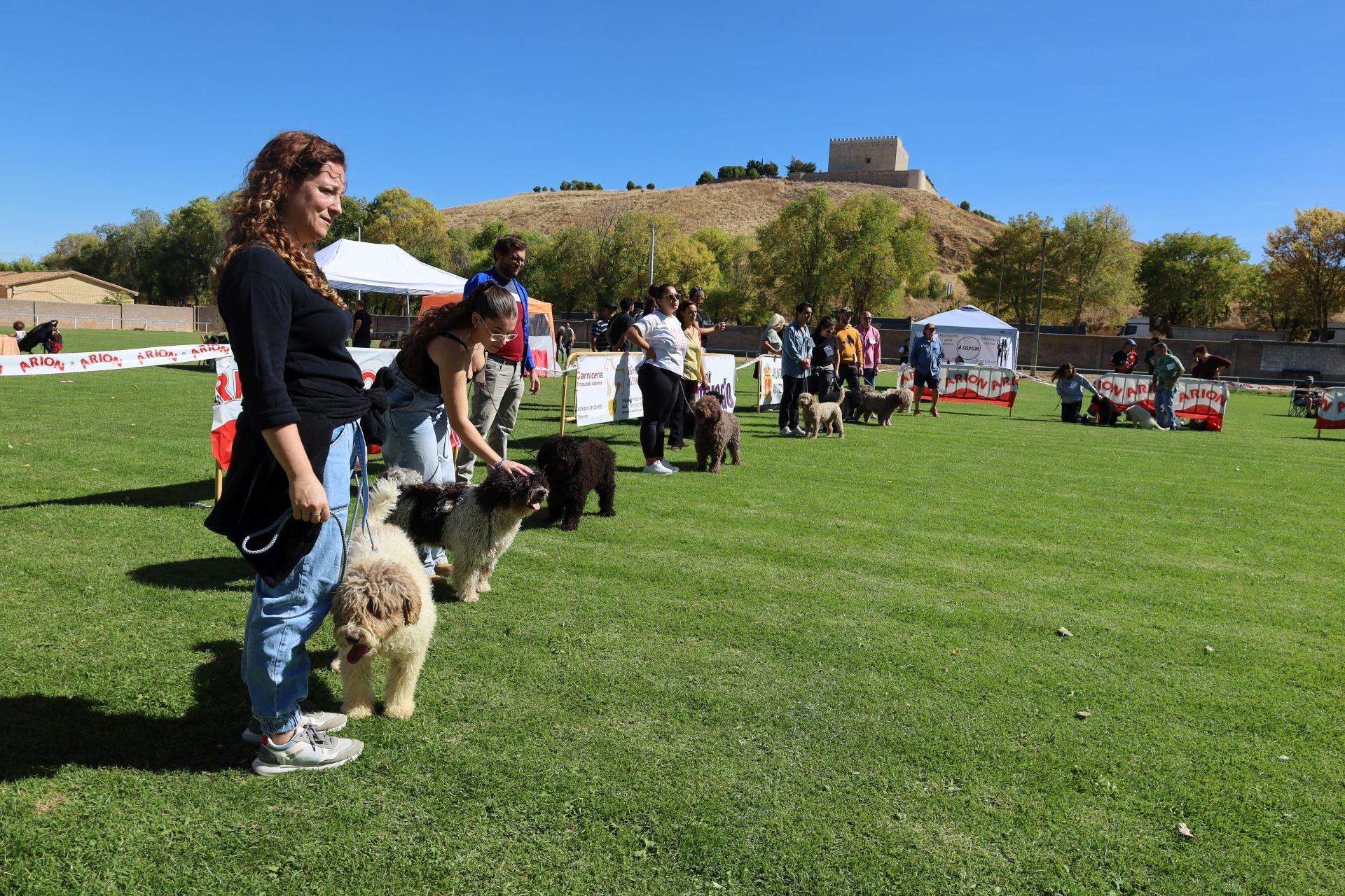 Concurso de mastines y perros de agua en Monzón de Campos