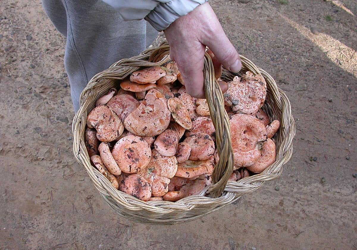 Cesta de mimbre llena de níscalos, una de las especies micológicas más apreciadas.