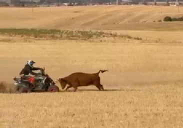 Denunciado tras matar a una vaca que arrolló con su quad en el encierro de Bolaños de Campos