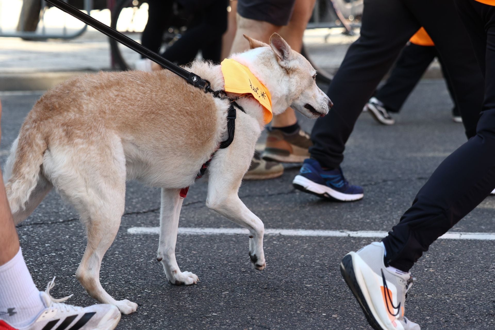 Las imágenes de la carrera contra el cáncer de Palencia