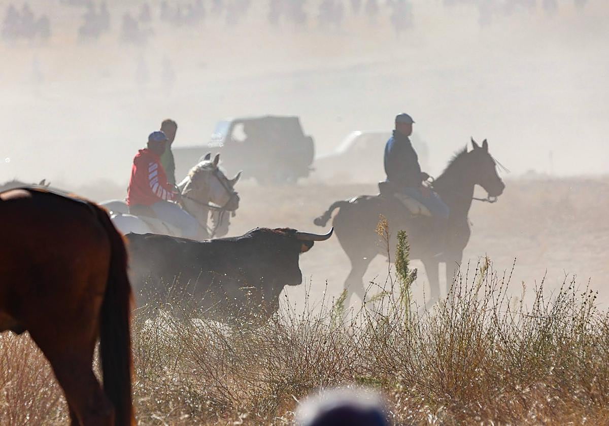 El encierro de este domingo en Mojados, en imágenes