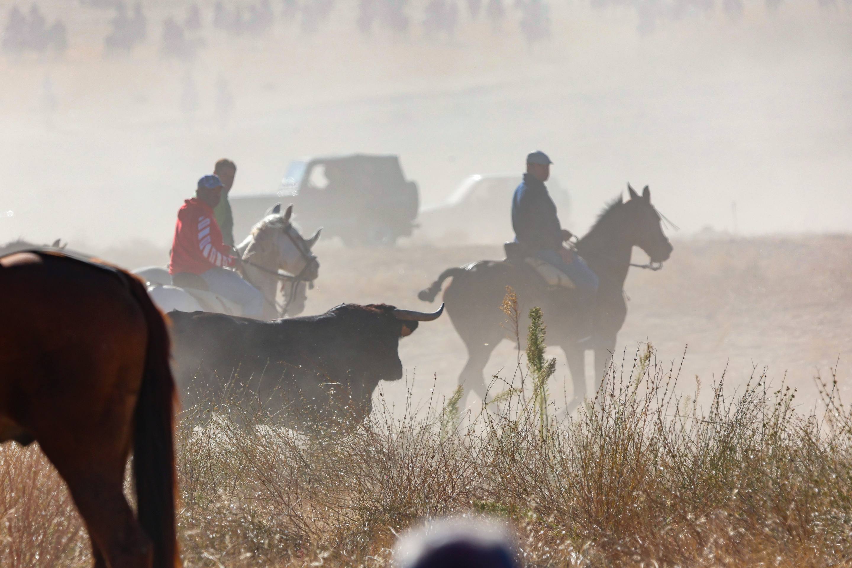 El encierro de este domingo en Mojados, en imágenes