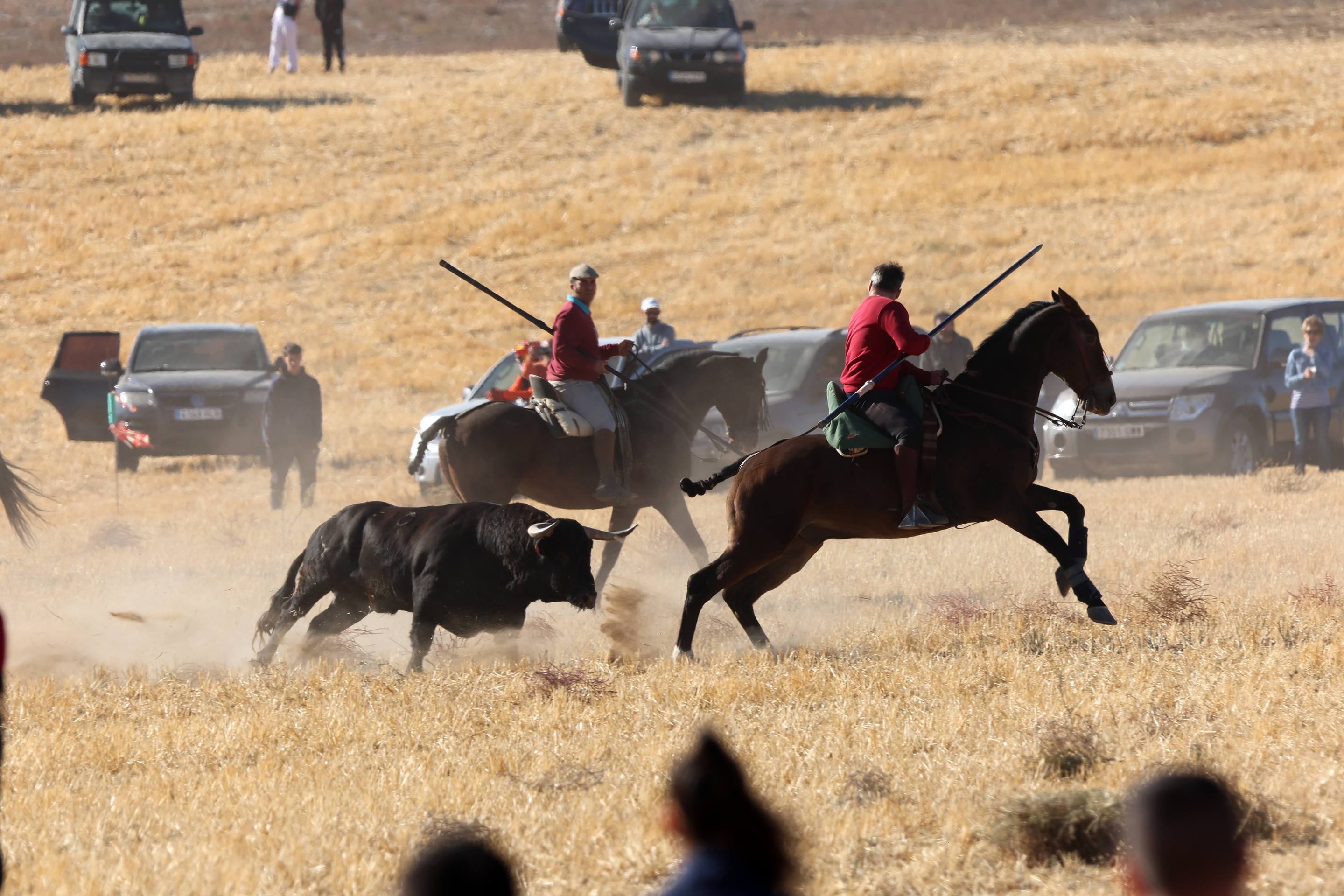 El encierro de este domingo en Mojados, en imágenes