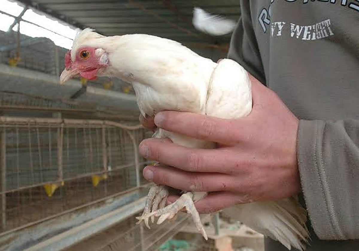 Se notifica un nuevo caso de gripe aviar en Olmedo