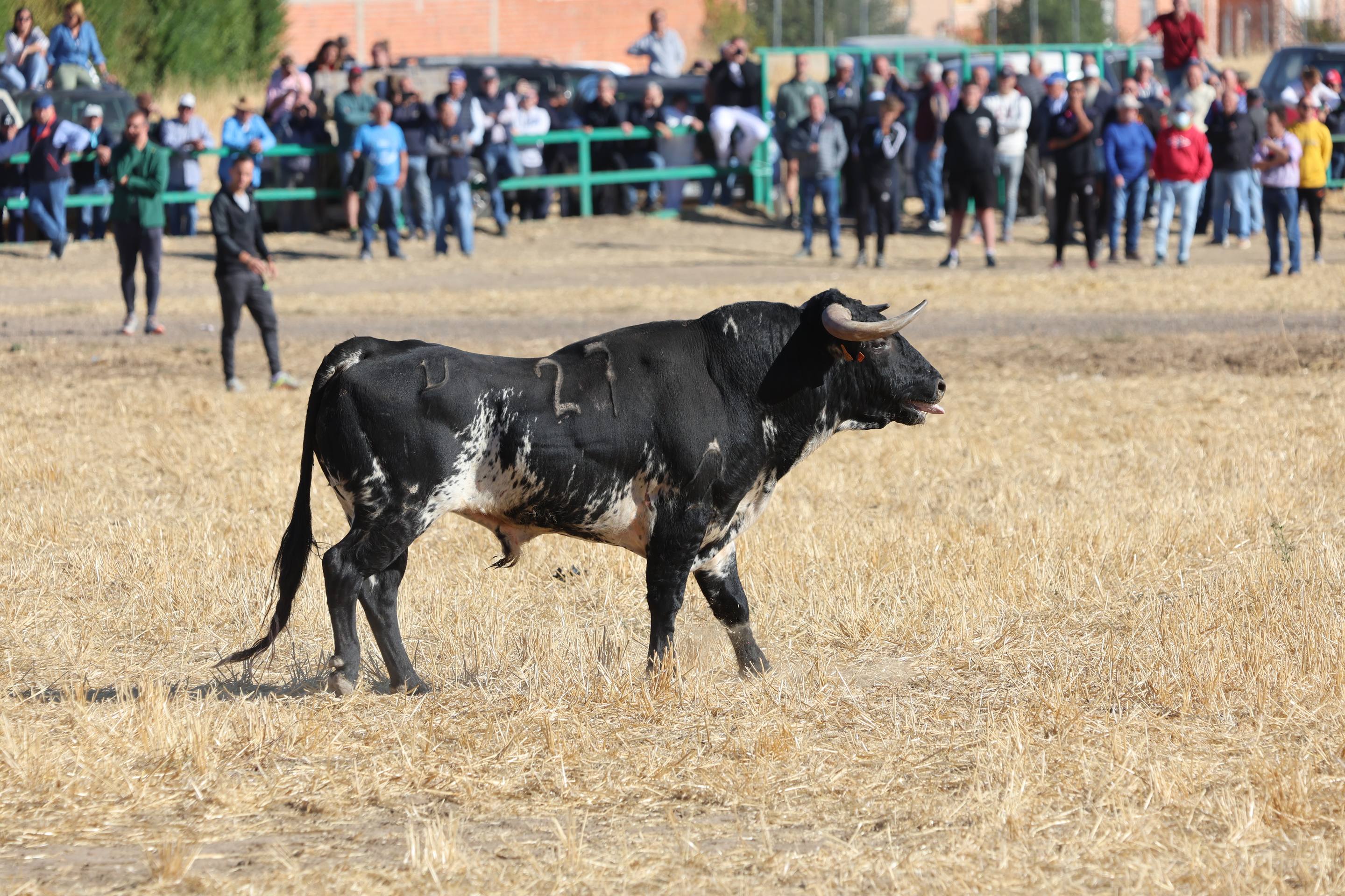 El último encierro mixto de las fiestas de Mojados 2025, en imágenes