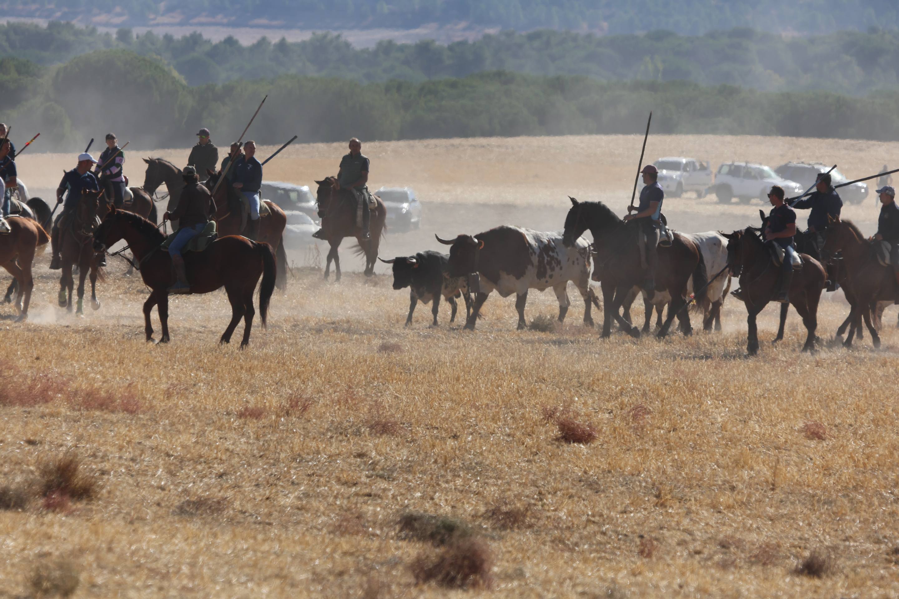 El último encierro mixto de las fiestas de Mojados 2025, en imágenes