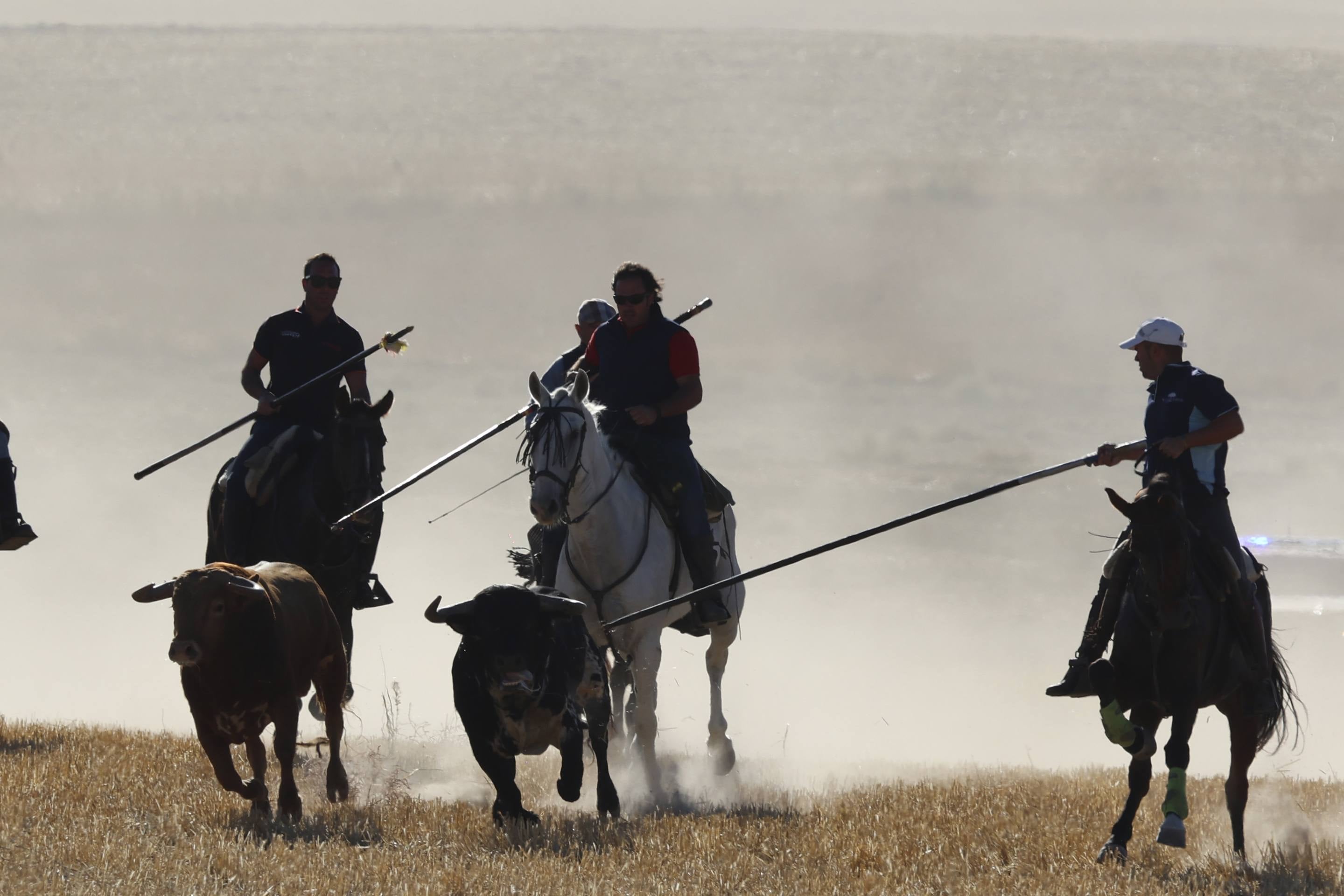 El último encierro mixto de las fiestas de Mojados 2025, en imágenes