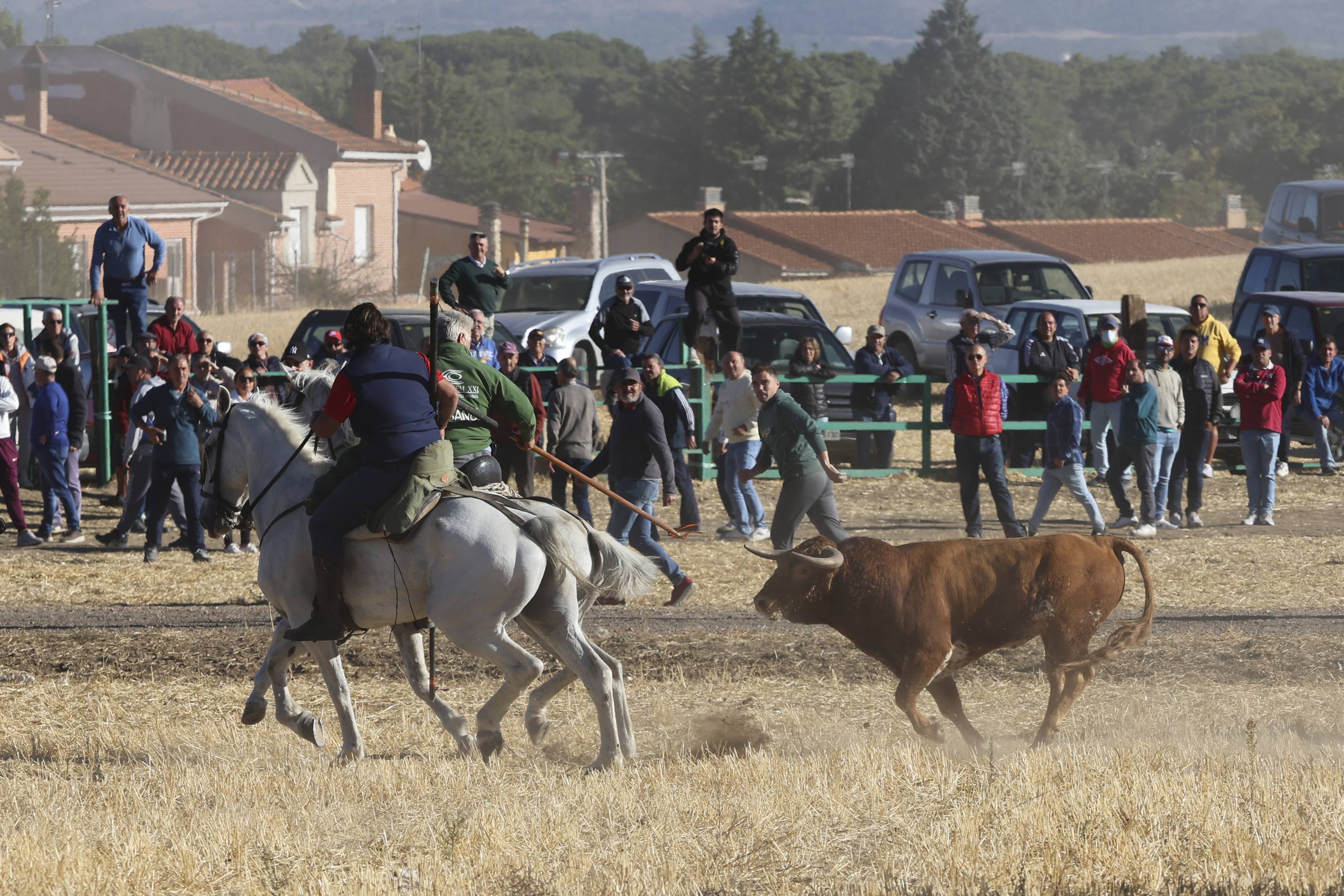 El último encierro mixto de las fiestas de Mojados 2025, en imágenes