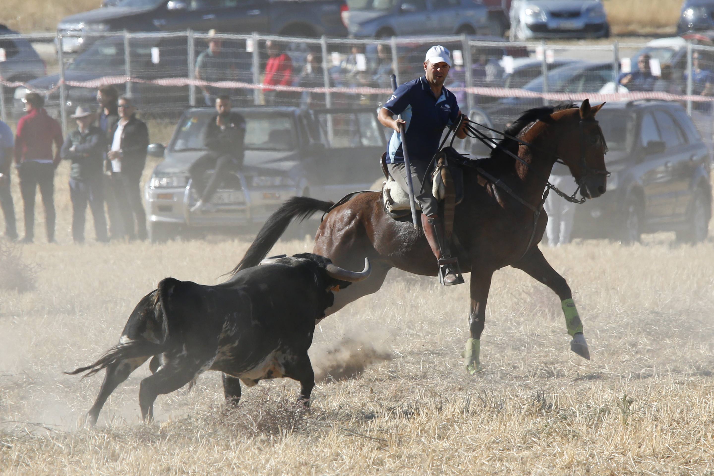 El último encierro mixto de las fiestas de Mojados 2025, en imágenes