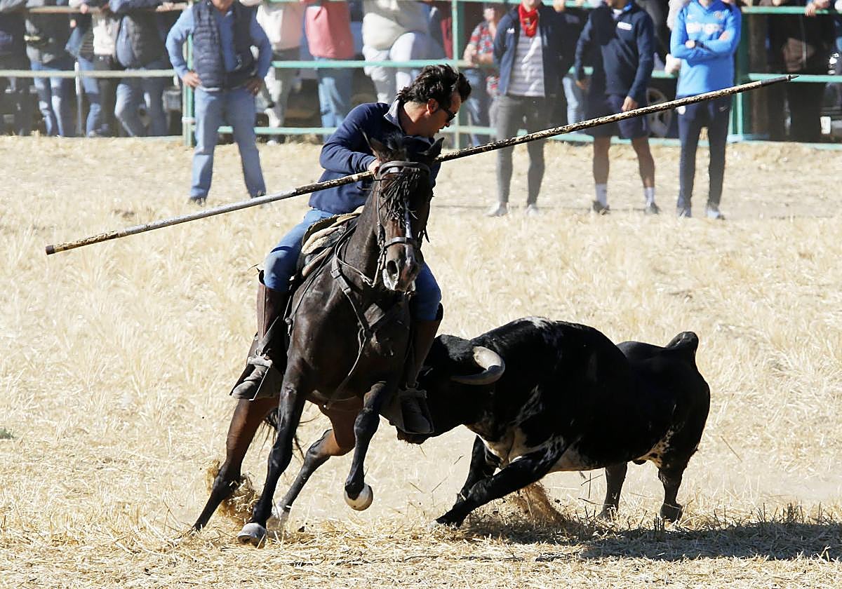 El último encierro mixto de las fiestas de Mojados 2025, en imágenes