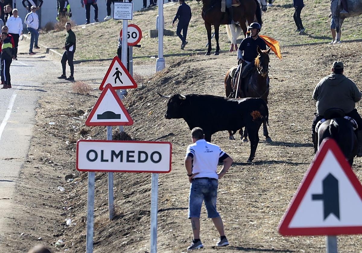 Encierros en Olmedo, el año pasado.