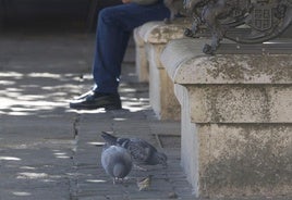 Palomas en la Plaza Mayor.
