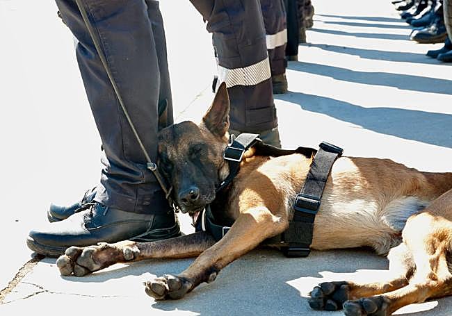 Un perro policía se esconde del sol en al acto de la Policía Nacional.
