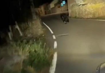 Imágenes del oso.