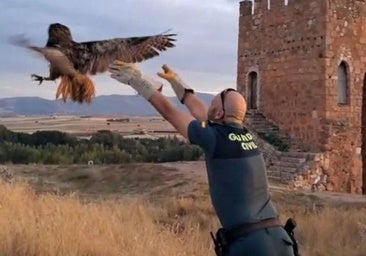 Rescatado un búho real atrapado en un patio interior en un pueblo de Segovia