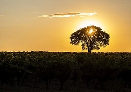 La Fiesta de la Vendimia de la DO Rueda, broche de oro a una campaña inolvidable
