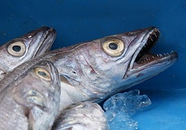 Pescadilla, el pescado de régimen