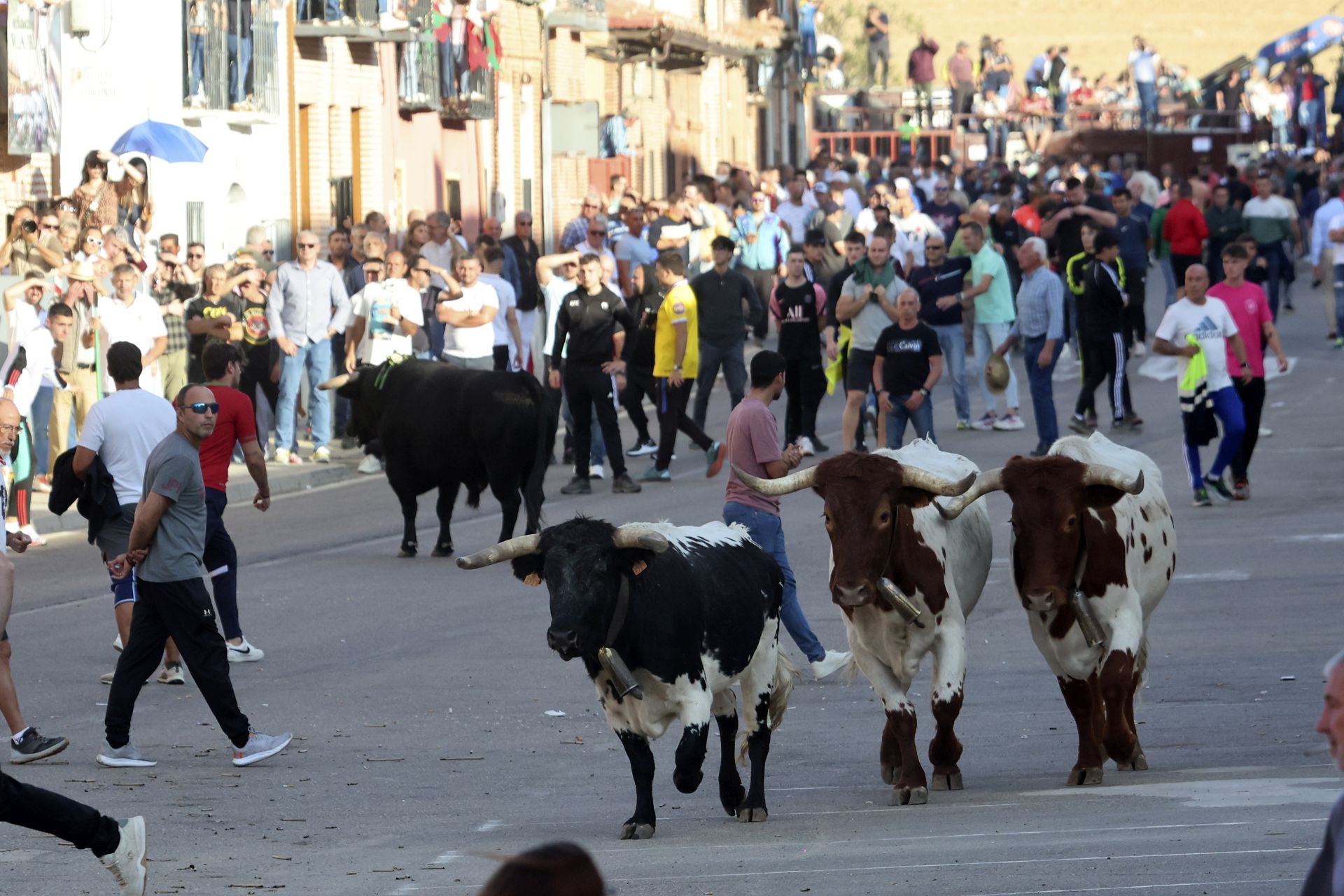 Las imágenes del toro de la vendimia en Rueda