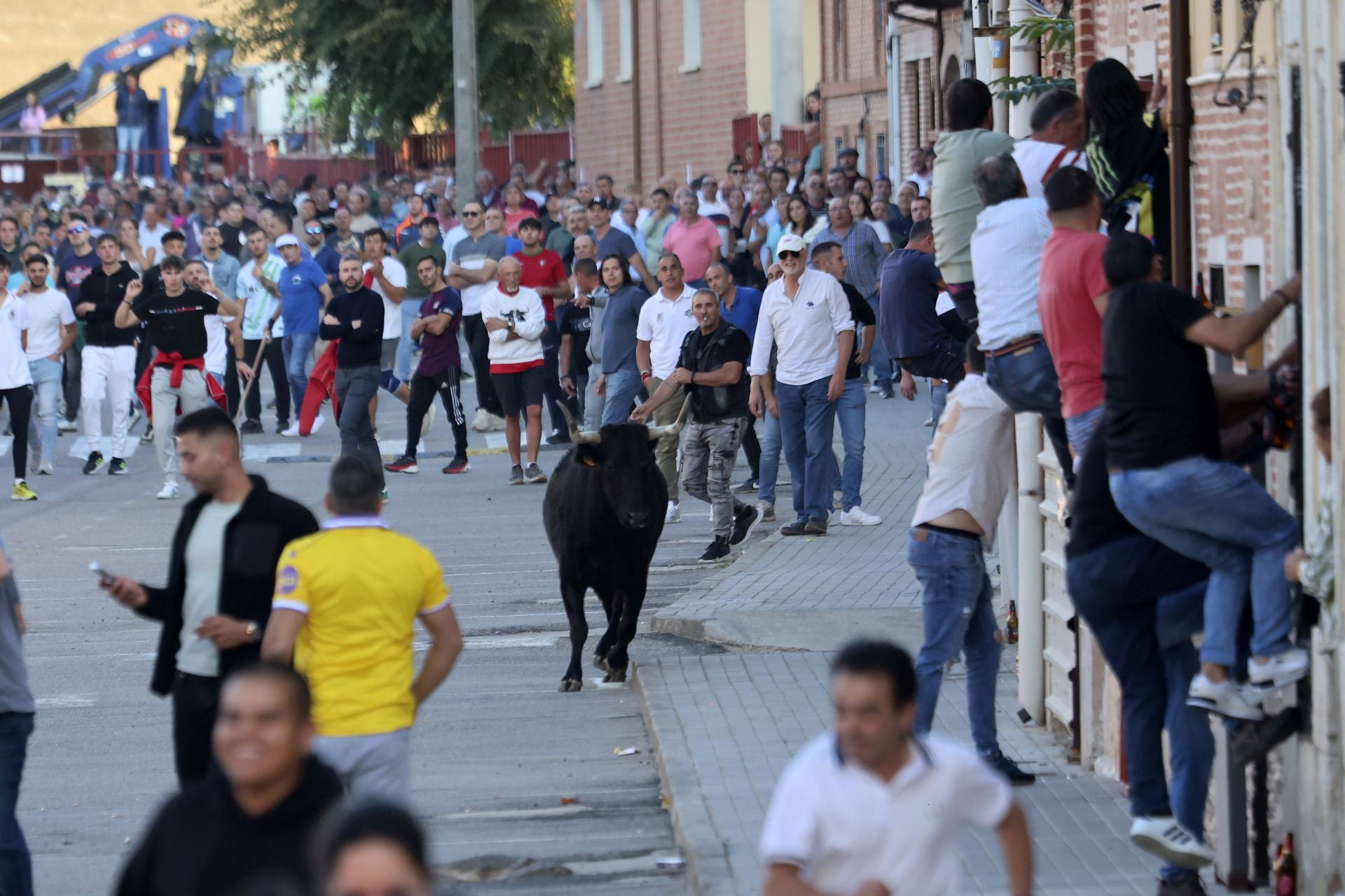 Las imágenes del toro de la vendimia en Rueda