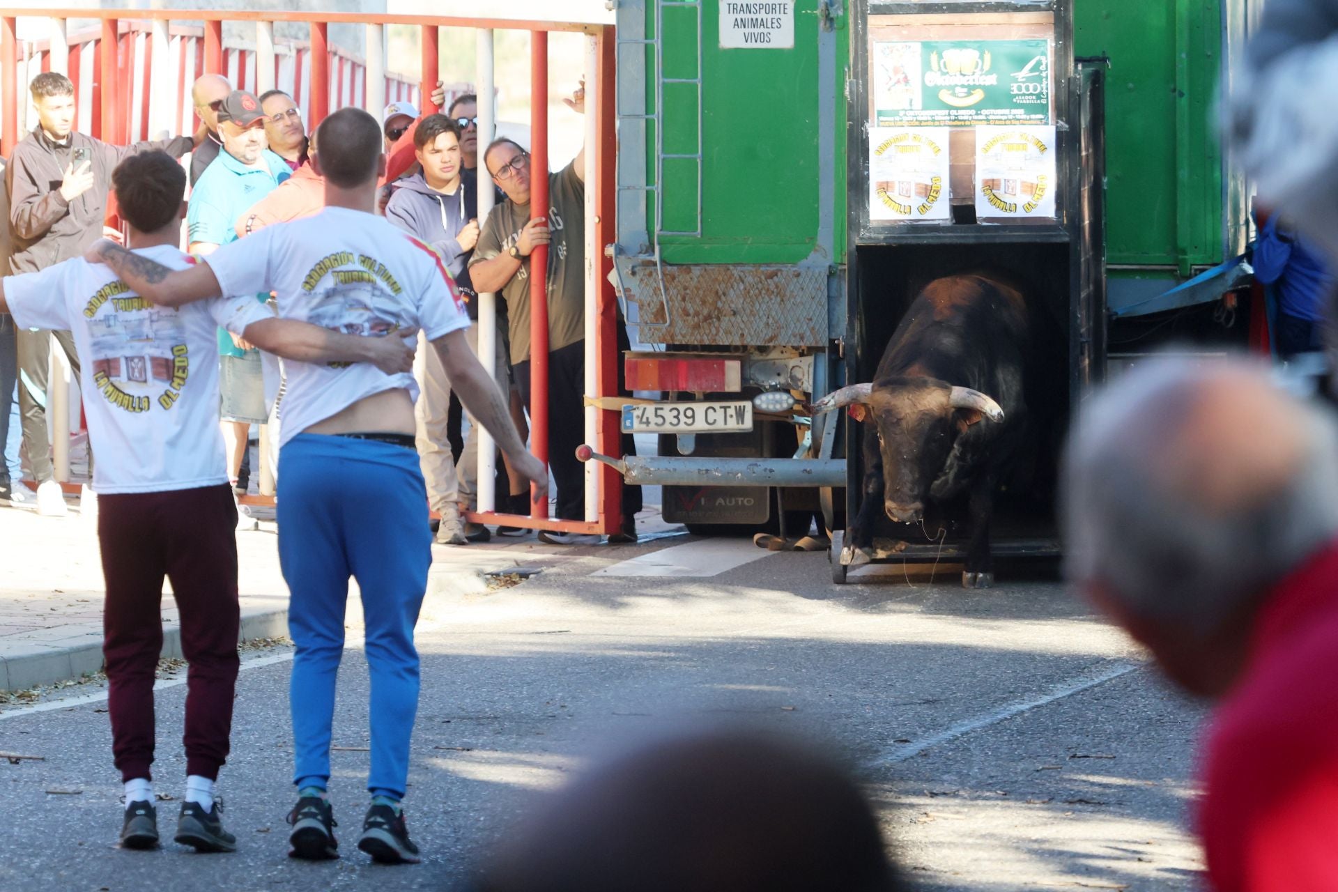 Las imágenes de la suelta del toro de cajón en Olmedo