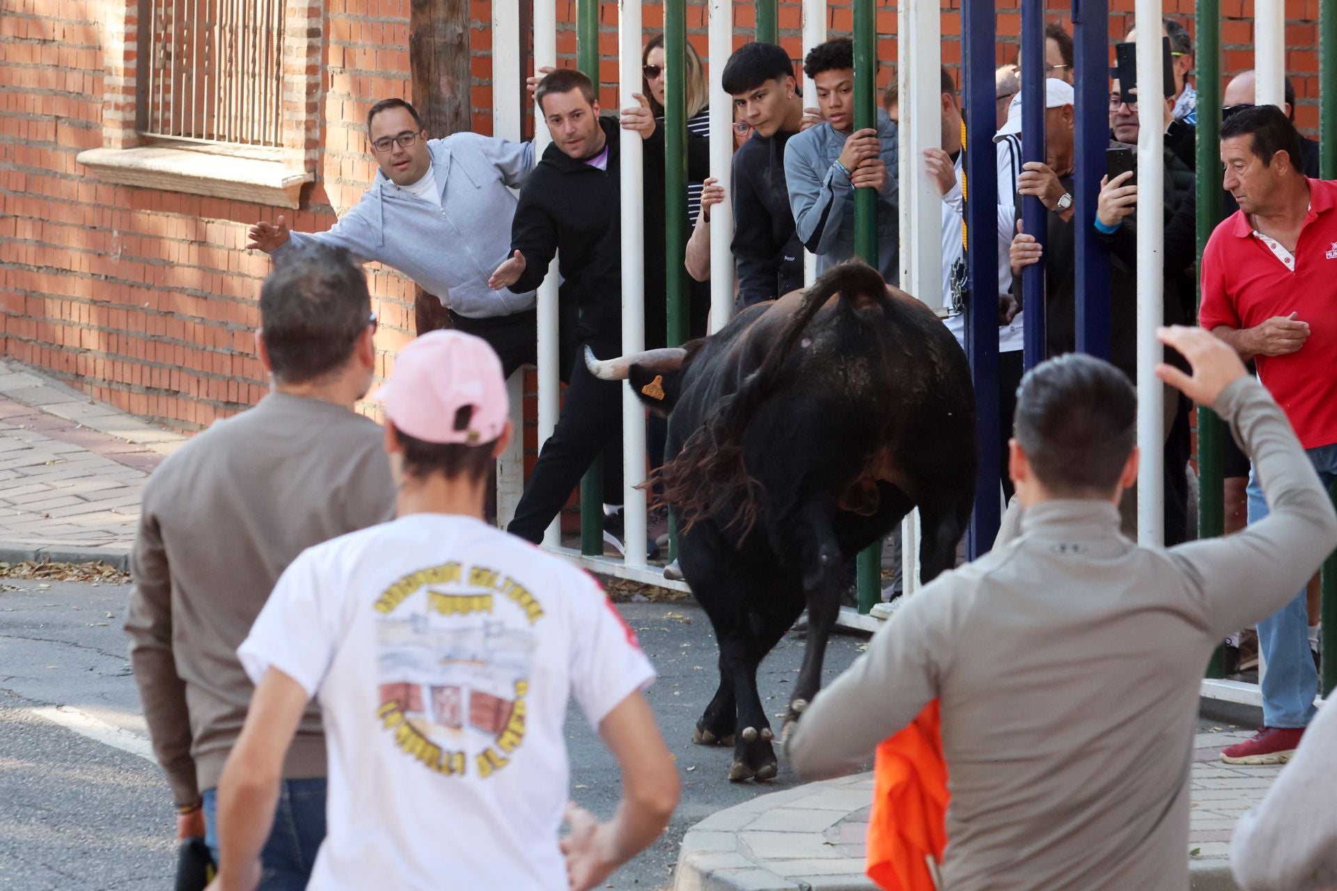 Las imágenes de la suelta del toro de cajón en Olmedo