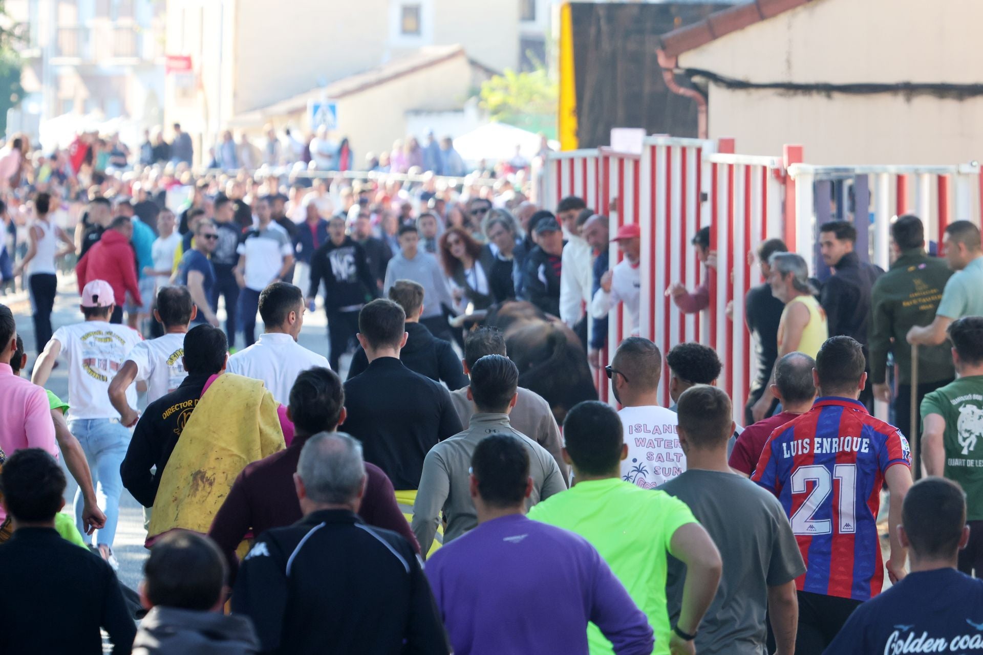 Las imágenes de la suelta del toro de cajón en Olmedo