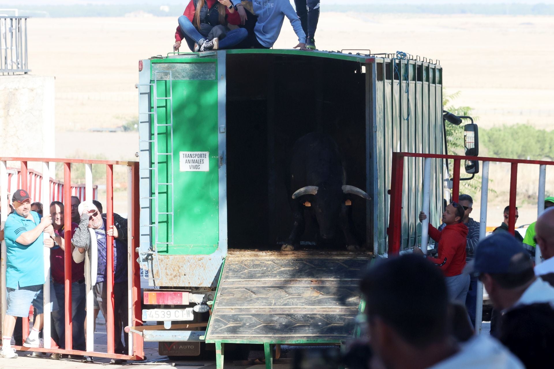 Las imágenes de la suelta del toro de cajón en Olmedo