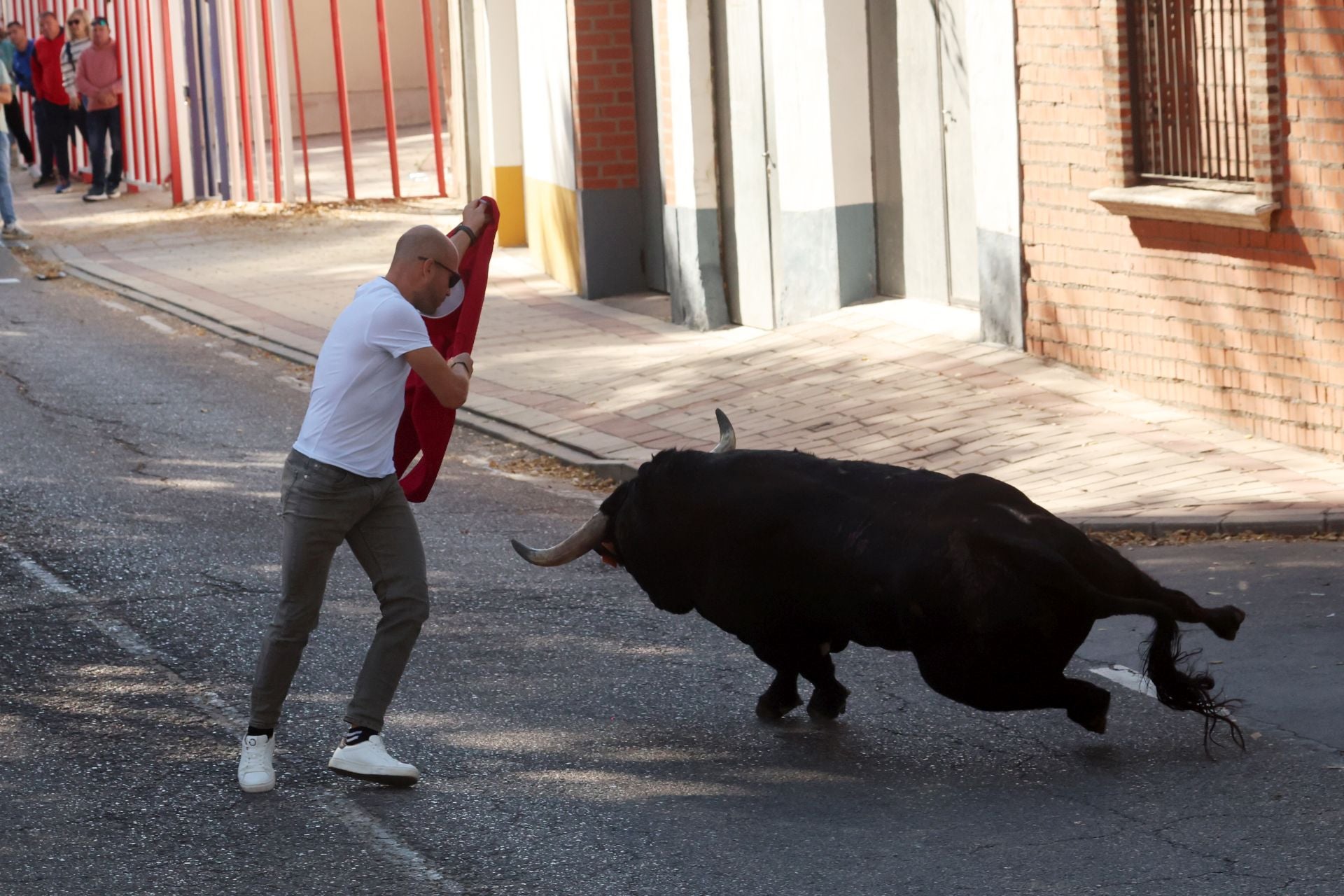 Las imágenes de la suelta del toro de cajón en Olmedo