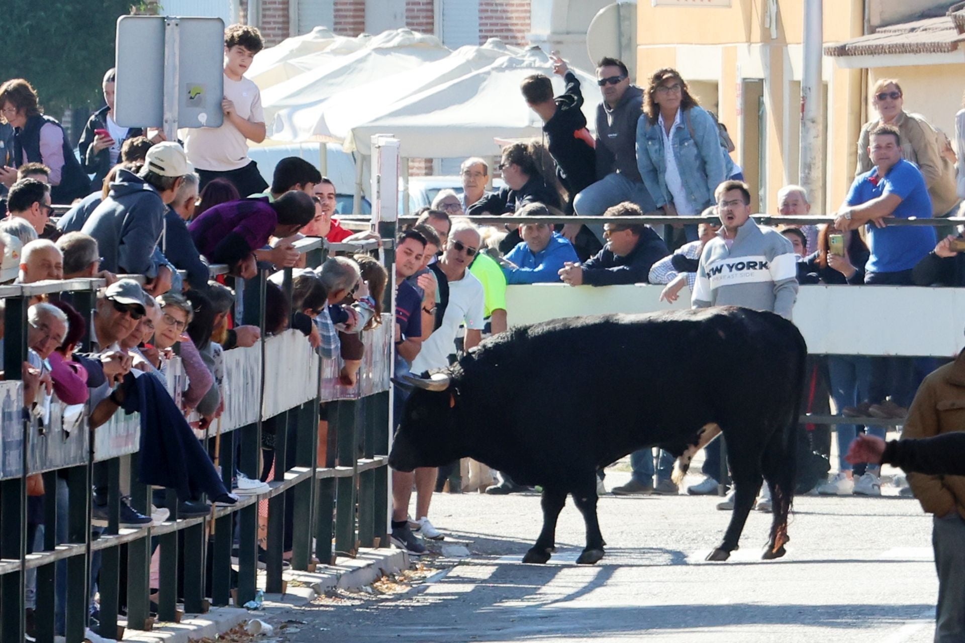 Las imágenes de la suelta del toro de cajón en Olmedo