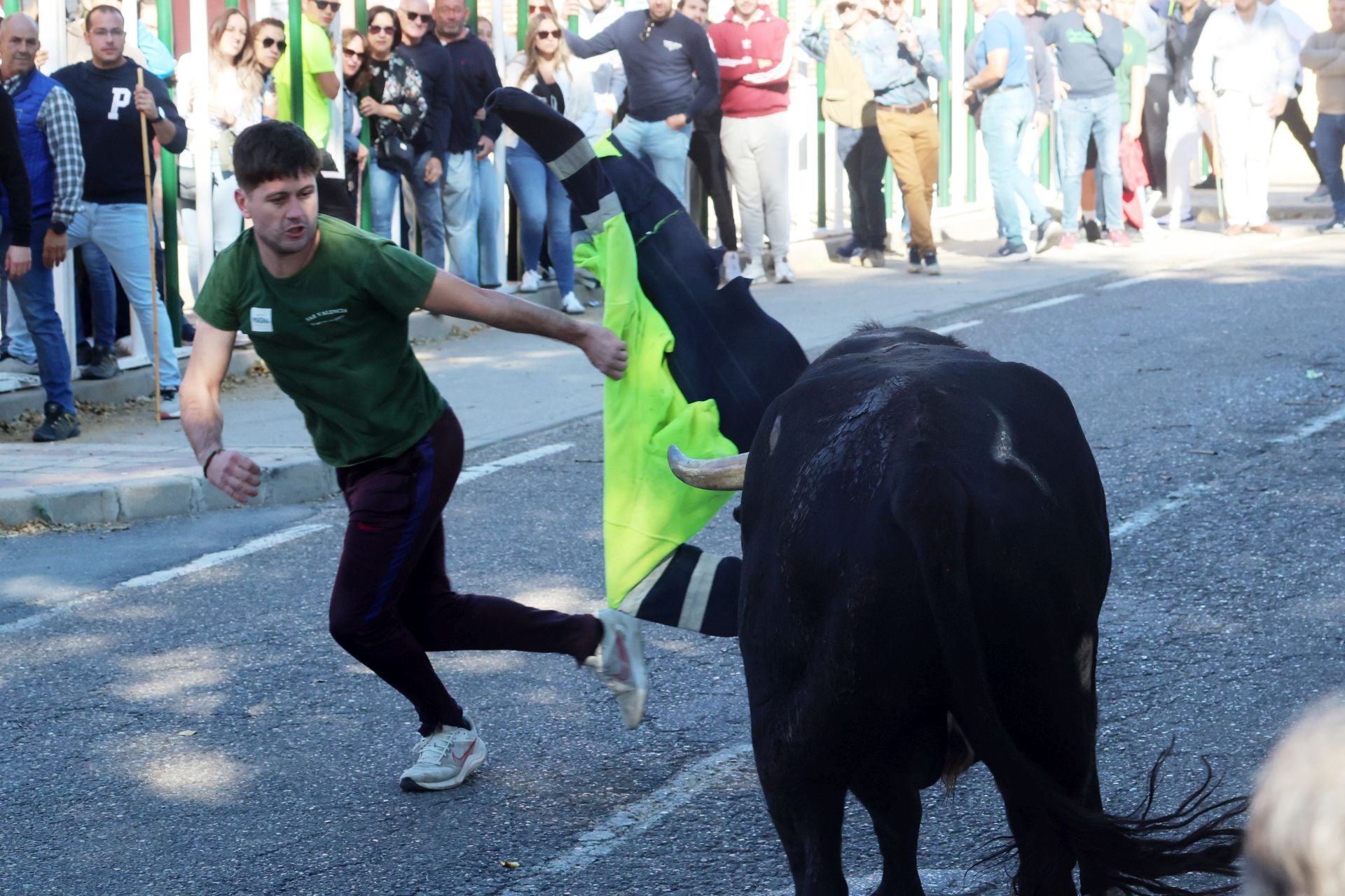 Las imágenes de la suelta del toro de cajón en Olmedo