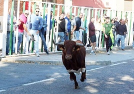 Las imágenes de la suelta del toro de cajón en Olmedo