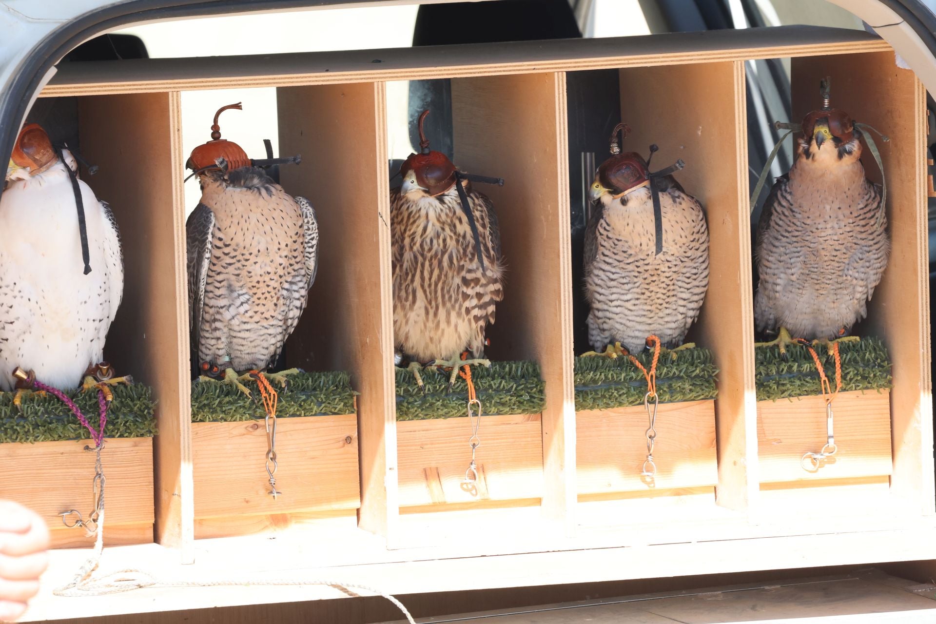 Las imágenes del I Encuentro Internacional de Cetrería en Nava del Rey