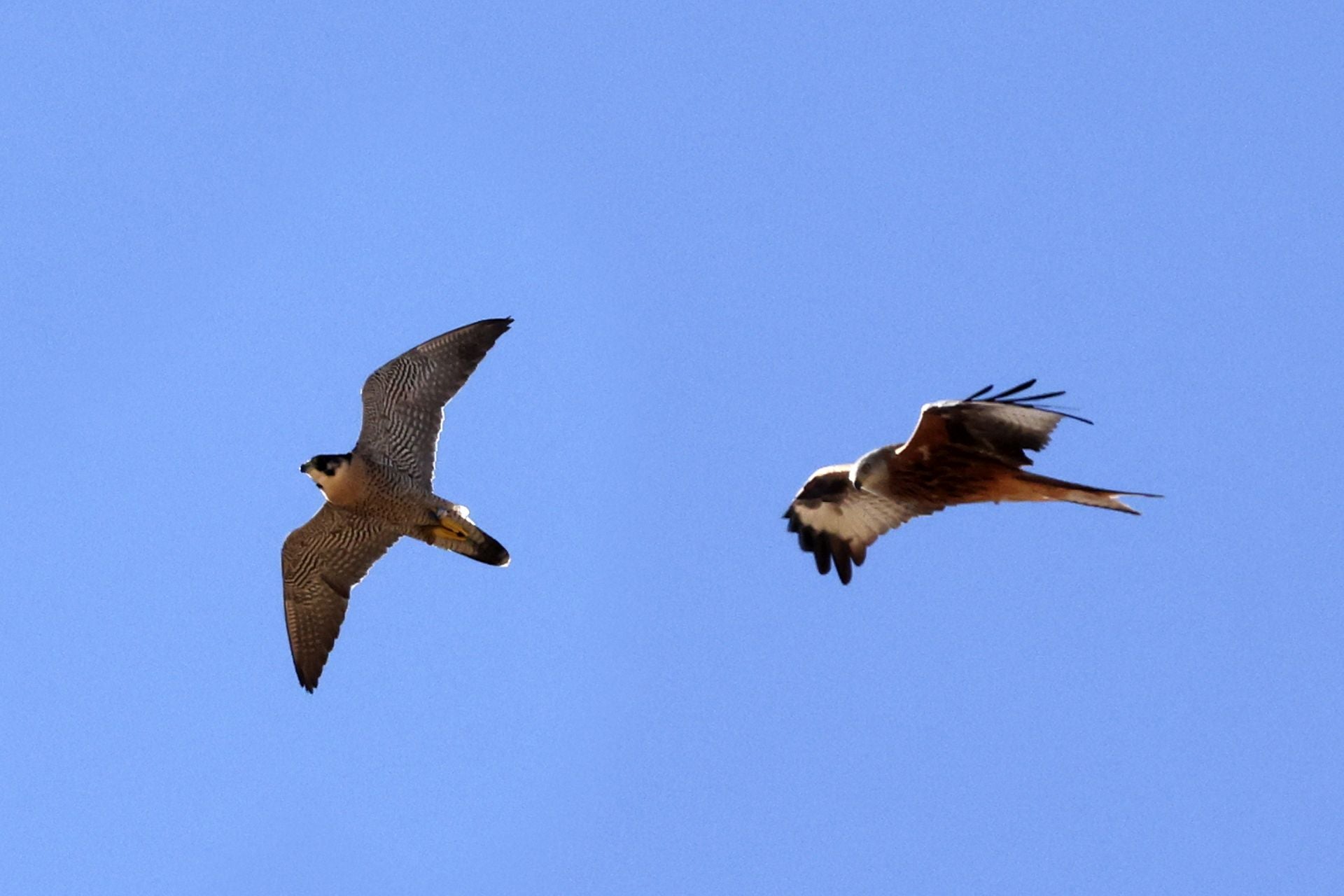 Las imágenes del I Encuentro Internacional de Cetrería en Nava del Rey
